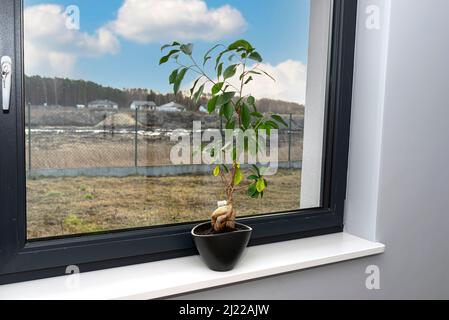 Un bel grande albero di bonsai in un vaso nero con balsamo di fiori liquidi, in piedi su un davanzale in marmo. Foto Stock