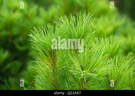 Filiale di abete rosso. Bel ramo di abete rosso con aghi. Albero di Natale in natura. Abete rosso verde. Primo piano di abete rosso Foto Stock