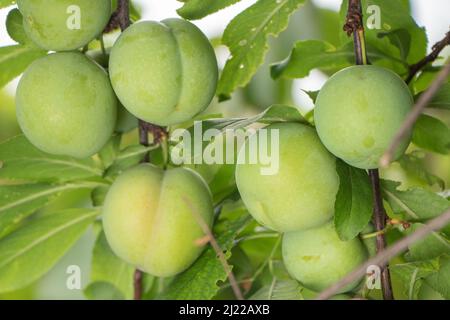 Prugne verdi su albero. Le prugne maturano sui rami. Foto Stock