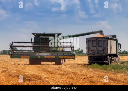 Mietitrebbia in azione su campo grano, scarico granella. Foto Stock