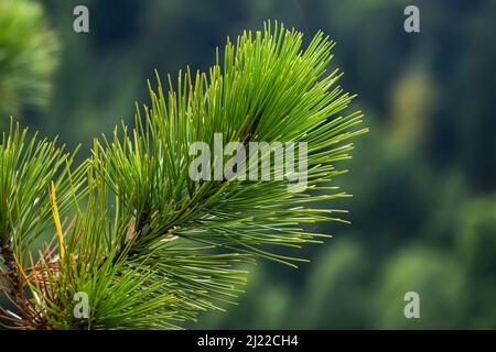 Foto closeup di pino verde ago sul lato destro della foto. Piccoli coni di pino alla fine dei rami. Aghi di pino sfocati sullo sfondo. Foto Stock