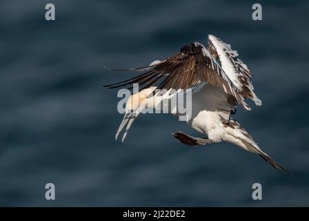 Gannet giovane volare, da vicino, sul mare in Scozia nel periodo estivo Foto Stock