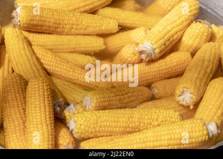 Pannocchie di mais che bollono in acqua calda. Foto Stock