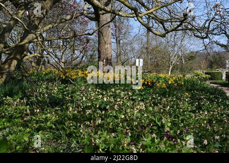 Narcisi al Michelham Priory East Sussex uk Foto Stock