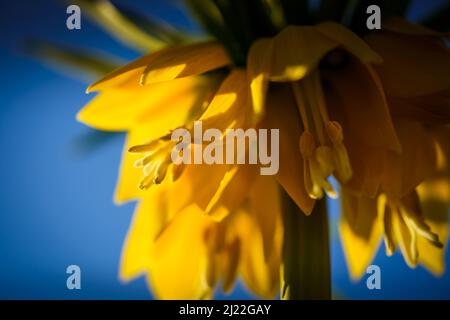 Primo piano della Fritillaria imperialis gialla, corona imperiale. Foto Stock