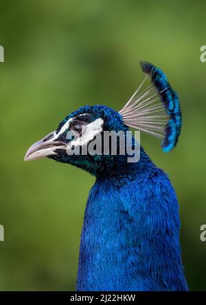 Un primo colpo di una bella Peacock blu , che mostra le sue piume iridescenti blu e l'elegante cresta della testa. Suffolk, Regno Unito Foto Stock