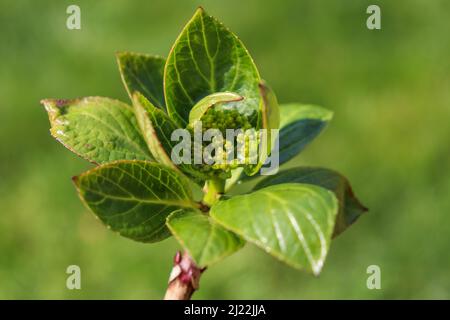 Testa di fioritura che forma su un Hydrangea Foto Stock