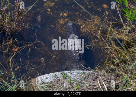 L'alligatore americano è visto nel parco nazionale di Everglades che emerge da un tubo dell'acqua, Foto Stock