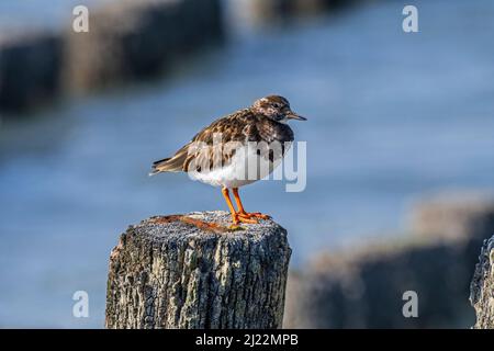 Turnstone ruddy (Arenaria interpres) in non-breeding plumage arroccato su legno groyne / frangiflutti lungo la costa del Mare del Nord a fine inverno / inizio primavera Foto Stock