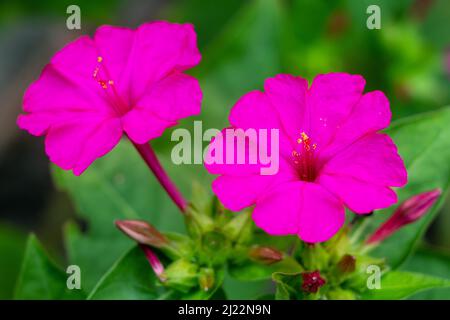 Mirabilis Jalapa, il miracolo del Perù o quattro ore di fiore, è la più comune specie ornamentali di Mirabilis impianto ed è disponibile in varie Foto Stock