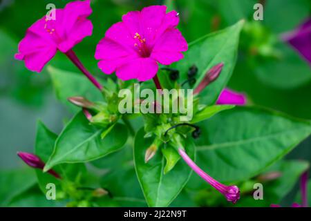 Mirabilis Jalapa, il miracolo del Perù o quattro ore di fiore, è la più comune specie ornamentali di Mirabilis impianto ed è disponibile in varie Foto Stock