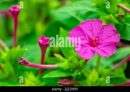 Mirabilis Jalapa, il miracolo del Perù o quattro ore di fiore, è la più comune specie ornamentali di Mirabilis impianto ed è disponibile in varie Foto Stock