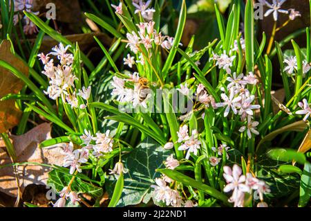 Scilla bifolia 'Rosea', fioritura a Pruhonice, Repubblica Ceca, il 28 marzo 2022. (CTK Photo/Libor Sojka) Foto Stock