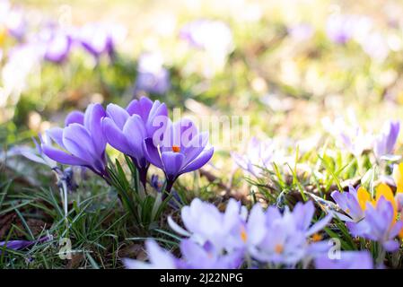 I bellissimi croci primaveranno la prima cipolla. Gruppo di fiori viola in fiore. Foto Stock