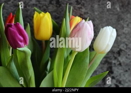 primo piano di un tulipano rosa chiaro in un bouquet di fiori, sfondo grigio, fuoco selettivo Foto Stock