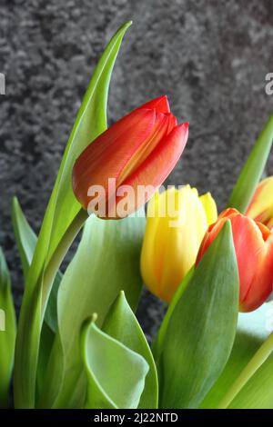 primo piano di un tulipano rosso in un bouquet di fiori, fuoco selettivo, sfondo scuro sfocato Foto Stock