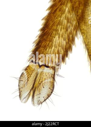 Zanzara proboscis (labio con labella) al microscopio Foto Stock