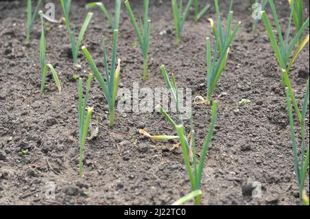 Il porro (Allium porrum) cresce in un orto nel mese di maggio Foto Stock