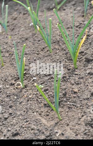 Il porro (Allium porrum) cresce in un orto nel mese di maggio Foto Stock