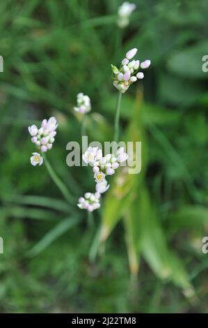 L'aglio a fiori rosati (roseo dell'Allium) fiorisce in un giardino nel mese di maggio Foto Stock
