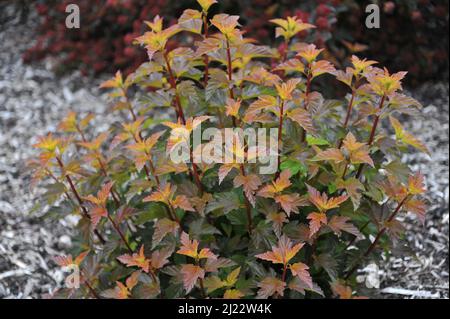 Corteccia di novina con foglie d'arancio (Physocarpus opulifolius) Il Giubileo d'Ambra (Jeff) cresce in un giardino nel mese di giugno Foto Stock