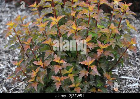 Corteccia di novina con foglie d'arancio (Physocarpus opulifolius) Il Giubileo d'Ambra (Jeff) cresce in un giardino nel mese di giugno Foto Stock