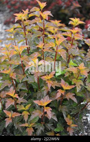 Corteccia di novina con foglie d'arancio (Physocarpus opulifolius) Il Giubileo d'Ambra (Jeff) cresce in un giardino nel mese di giugno Foto Stock