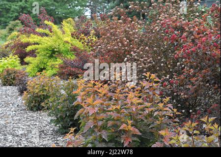 Corteccia di novina con foglie d'arancio (Physocarpus opulifolius) Il Giubileo d'Ambra (Jeff) cresce in un giardino nel mese di giugno Foto Stock