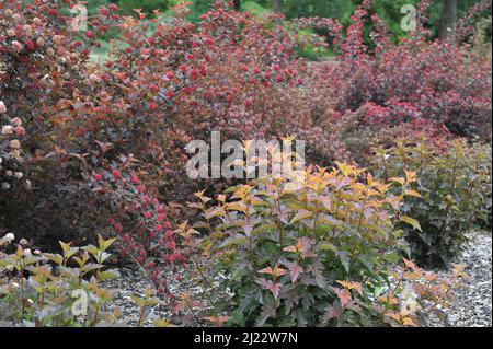 Corteccia di novina con foglie d'arancio (Physocarpus opulifolius) Il Giubileo d'Ambra (Jeff) cresce in un giardino nel mese di giugno Foto Stock