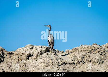 Una messa a fuoco poco profonda di un airone grigio in piedi sulle rocce contro il cielo blu in luce solare brillante Foto Stock