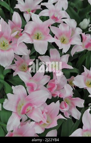 Tulipani rosa a fiore di giglio (Tulipa) fiore di Lilypure in un giardino nel mese di aprile Foto Stock