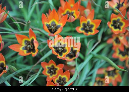 Arancio e nero Tulipani vari (Tulipa linifolia) piccola principessa fiorisce in un giardino nel mese di aprile Foto Stock