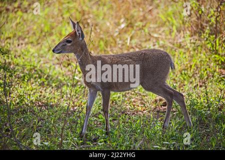 Comune Duiker Sylvicarpa grimmia 14737 Foto Stock