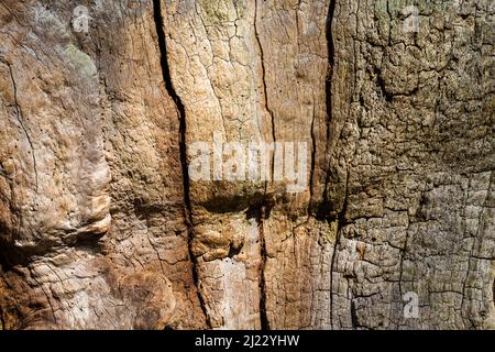 Dettagli, foresta Sababurg Urwald, Hofgeismar, Weser Uplands, Weserbergland, Hesse, Germania Foto Stock