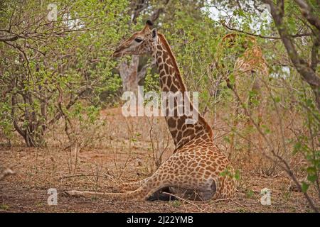 Giraffa di riposo 15074 Foto Stock