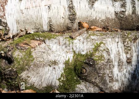 Dettagli, foresta Sababurg Urwald, Hofgeismar, Weser Uplands, Weserbergland, Hesse, Germania Foto Stock