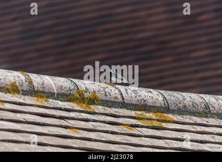 Pied Wagtail (Motacilla alba) su un tetto Foto Stock