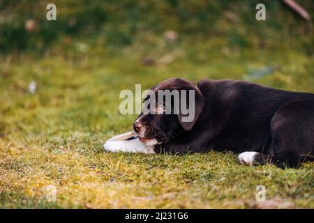 Il dolce scuro misto razza Labrador Retriever e pastore australiano cucciolo cane su prato verde Foto Stock