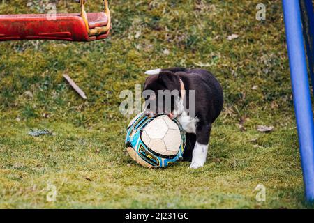 Il dolce scuro misto razza Labrador Retriever e pastore australiano cucciolo cane su prato verde Foto Stock