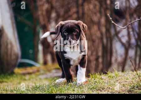 Il dolce scuro misto razza Labrador Retriever e pastore australiano cucciolo cane su prato verde Foto Stock