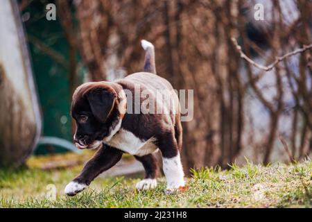 Il dolce scuro misto razza Labrador Retriever e pastore australiano cucciolo cane su prato verde Foto Stock