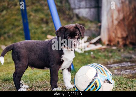 Il dolce scuro misto razza Labrador Retriever e pastore australiano cucciolo cane su prato verde Foto Stock