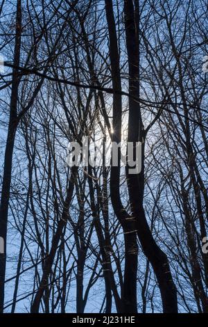 Foresta Sababurg Urwald, Hofgeismar, Weser Uplands, Weserbergland, Hesse, Germania Foto Stock