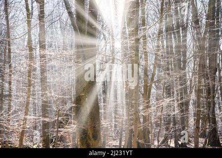 Foresta Sababurg Urwald, Hofgeismar, Weser Uplands, Weserbergland, Hesse, Germania Foto Stock