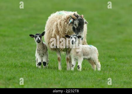 Swaledale Ewe, una pecora femminile, con i suoi due giovani agnelli Swaledale Mule, si fermò in un prato verde all'inizio della primavera. Yorkshire Dales, Regno Unito. Pulire la parte posteriore Foto Stock