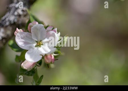 Bellissimi fiori su un ramo di un albero di mele contro lo sfondo di un giardino sfocato Foto Stock