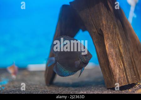 Vista ravvicinata del pesce di pelle di serpente blu cichlid che nuotano nell'acquario. Svezia. Foto Stock