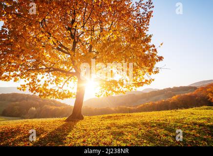 Shiny faggio sul pendio di una collina con raggi di sole a valle di montagna. Stupenda scena di mattina. Rosso e giallo Foglie di autunno. Ubicazione posto dei Carpazi Foto Stock