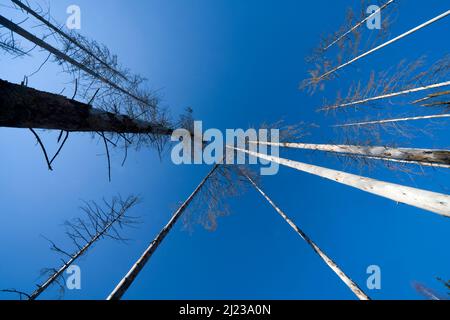 Alberi morti di abete (Picea abies), foresta primeval Urwald Sababurg, Hofgeismar, Weser Uplands, Weserbergland, Hesse, Germania Foto Stock