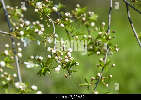 Rami di susina selvaggia con germogli in fiore di fiori bianchi su sfondo sfocato di erba verde in giardino di primavera. Bellezza nella natura. Primo piano. Selettivo per Foto Stock